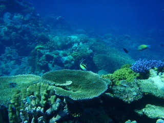 GreatBarrierReef Diving