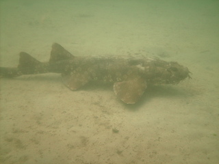 wobbegong
