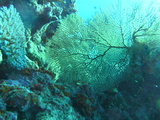 great barrier reef