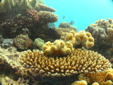 great barrier reef