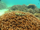 great barrier reef