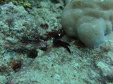 great barrier reef