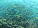 great barrier reef