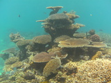 great barrier reef