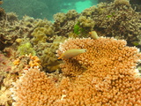 great barrier reef