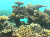 great barrier reef