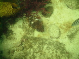Cuttlefish