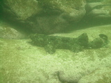 Wobbegong
