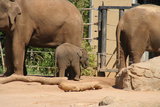 Little Luk Chai