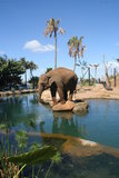 Elephant ballet