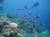 Bumphead Parrotfish