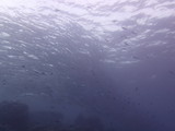 Barracudas