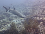 Reef Shark