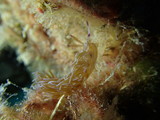 Nudibranch