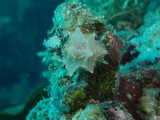 Nudibranch