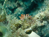 Nudibranch