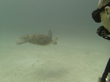 Landing Turtle